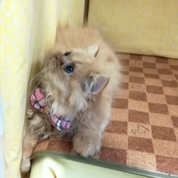 スコティッシュ・フォールド - 画像 (3)