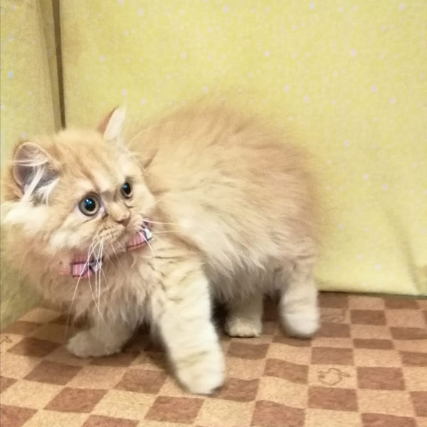 スコティッシュ・フォールド - 画像 (4)