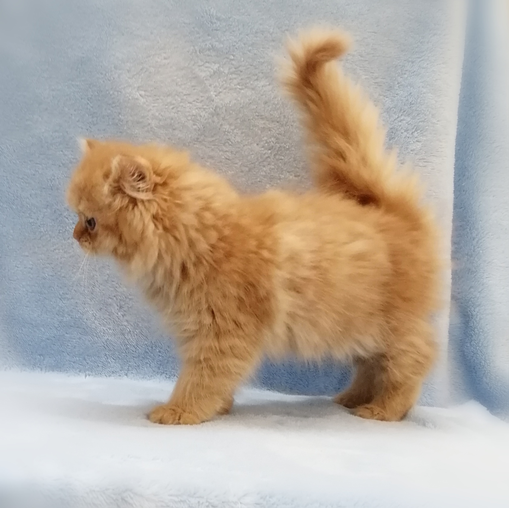 スコティッシュ・フォールド - 画像 (5)