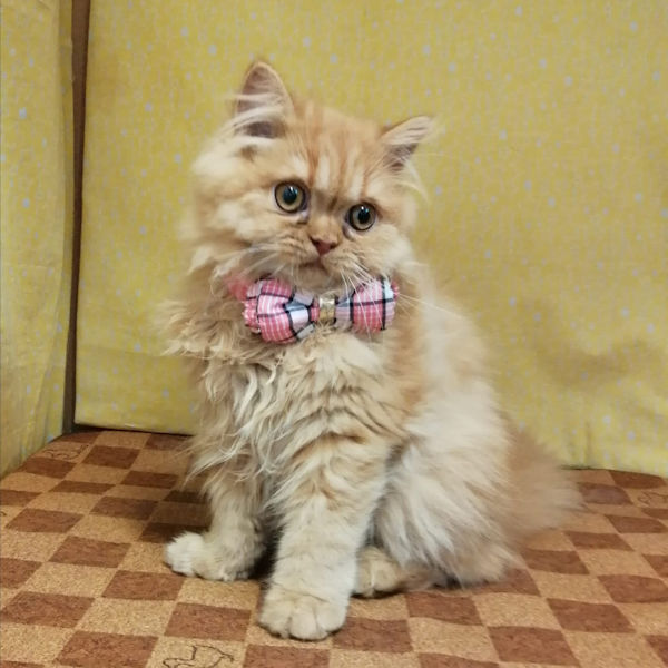 スコティッシュ・フォールド - 画像 (5)