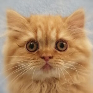 スコティッシュ・フォールド