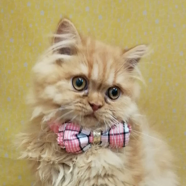 スコティッシュ・フォールド