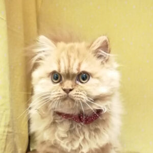 スコティッシュ・フォールド