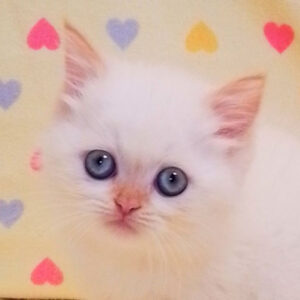 アメリカン・カール