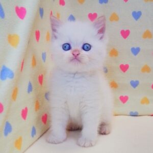 Alternative view of アメリカン・カール