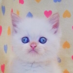 アメリカン・カール