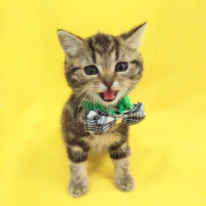 Alternative view of ミックス猫