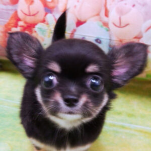 チワワ (ロングコート)