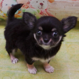 Alternative view of チワワ (ロングコート)