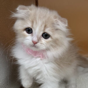 スコティッシュ・フォールド