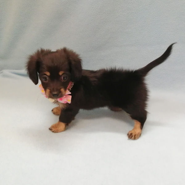 ミックス犬 - 画像 (3)