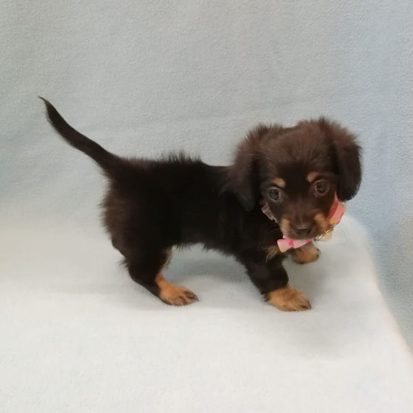 ミックス犬 - 画像 (4)