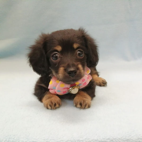 ミックス犬 - 画像 (5)