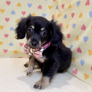 Alternative view of ミックス犬