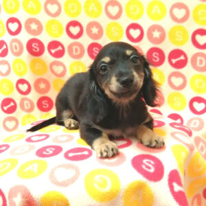 Alternative view of ミックス犬