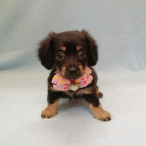 Alternative view of ミックス犬