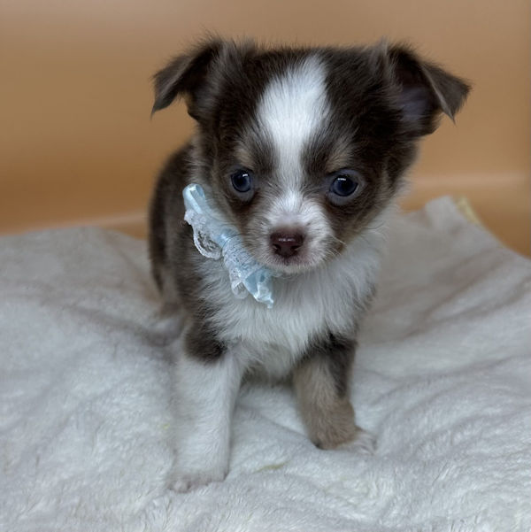 チワワ (ロングコート) - 画像 (2)