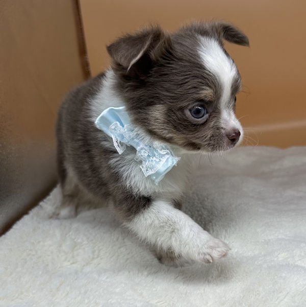 チワワ (ロングコート) - 画像 (3)