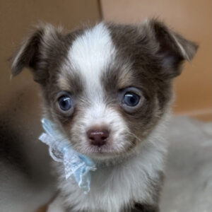 チワワ (ロングコート)