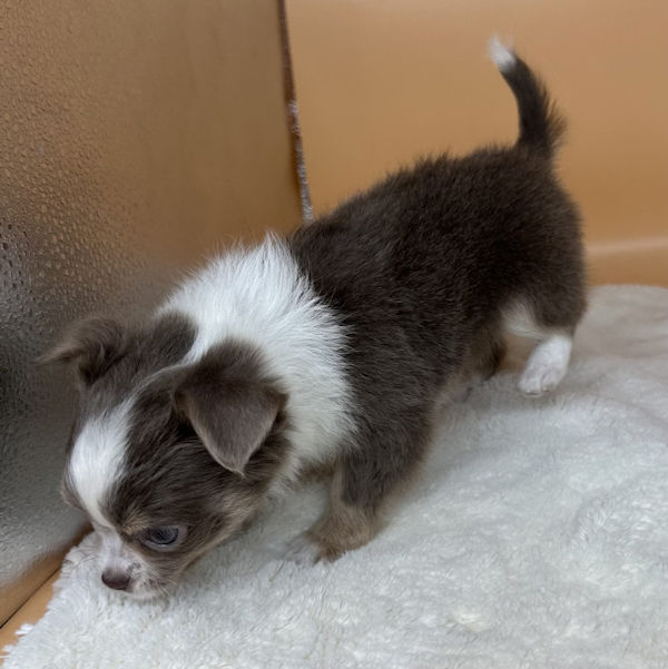 チワワ (ロングコート) - 画像 (4)