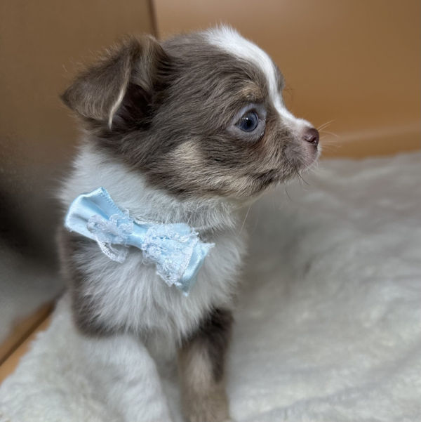 チワワ (ロングコート) - 画像 (5)