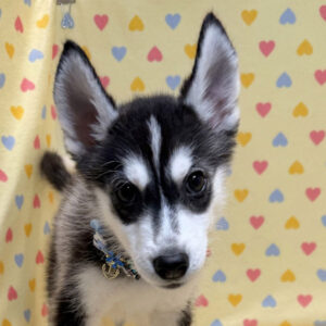 シベリアン・ハスキー