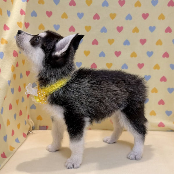 シベリアン・ハスキー - 画像 (3)