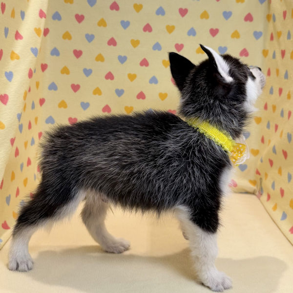 シベリアン・ハスキー - 画像 (4)