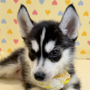 シベリアン・ハスキー