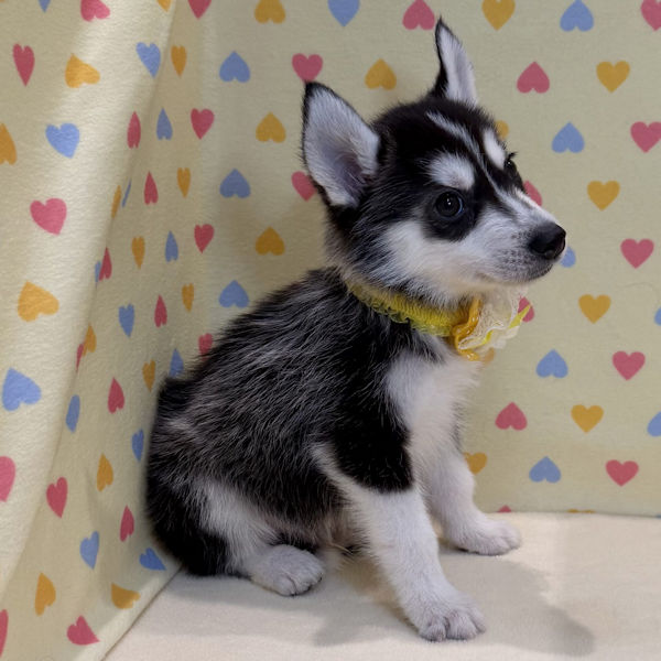 シベリアン・ハスキー - 画像 (5)