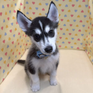 Alternative view of シベリアン・ハスキー