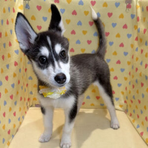 Alternative view of シベリアン・ハスキー