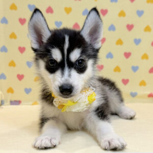 Alternative view of シベリアン・ハスキー