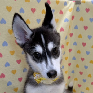 シベリアン・ハスキー