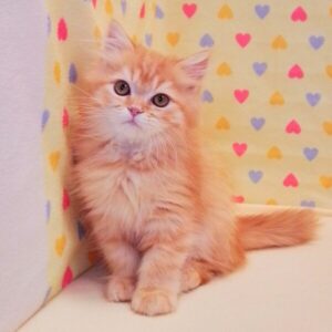 Alternative view of マンチカン