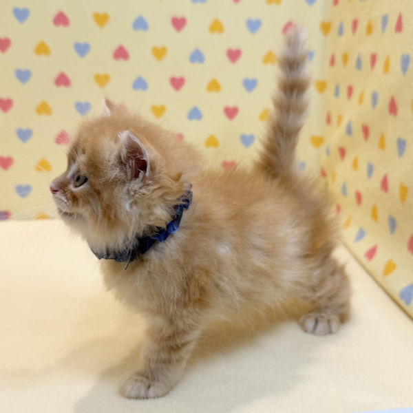 マンチカン - 画像 (3)