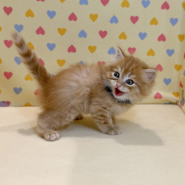 マンチカン - 画像 (4)