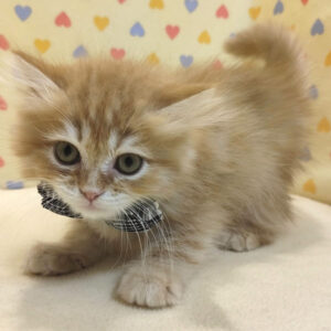 Alternative view of マンチカン