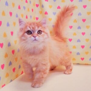 Alternative view of マンチカン