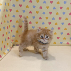 Alternative view of マンチカン