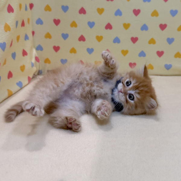 マンチカン - 画像 (5)