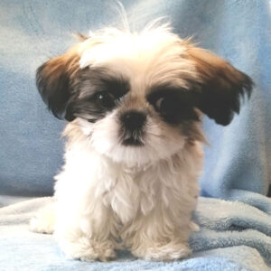 Alternative view of シー・ズー