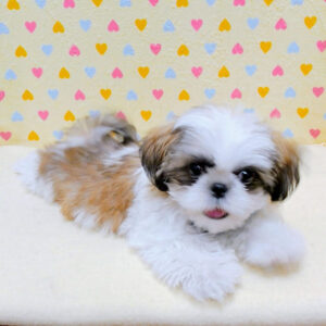 Alternative view of シー・ズー