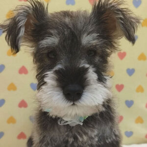 ミニチュア・シュナウザー