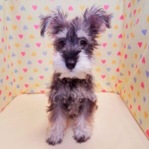 Alternative view of ミニチュア・シュナウザー