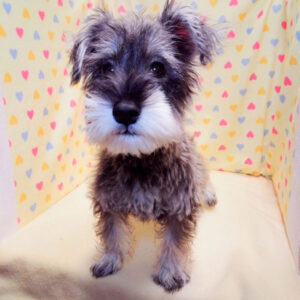 Alternative view of ミニチュア・シュナウザー