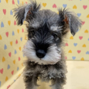 ミニチュア・シュナウザー