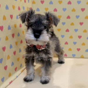 Alternative view of ミニチュア・シュナウザー