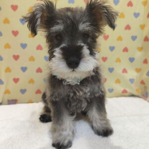 Alternative view of ミニチュア・シュナウザー