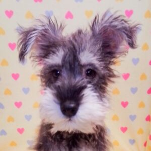 ミニチュア・シュナウザー